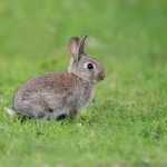 cottontail-rabbits